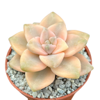 Graptopetalum paraguayense ssp. bernalense variegata