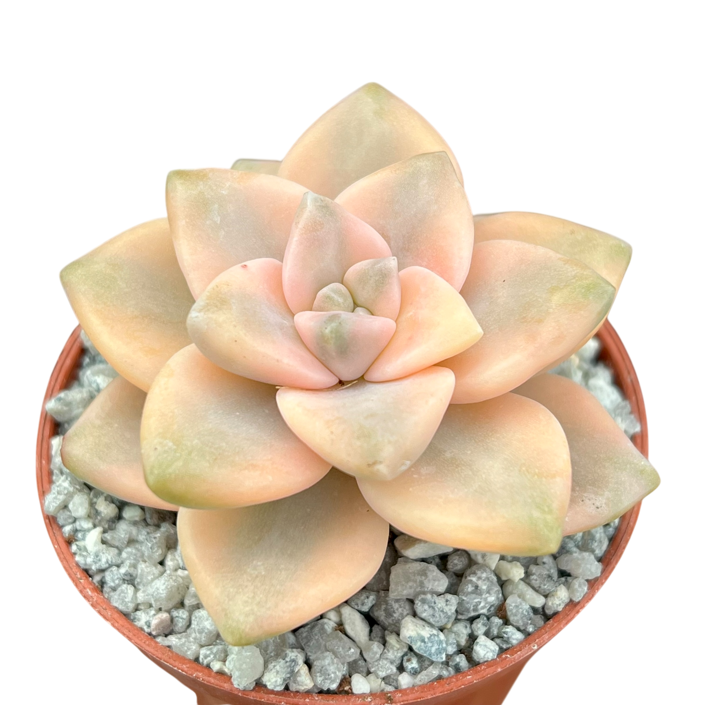 Graptopetalum paraguayense ssp. bernalense variegata