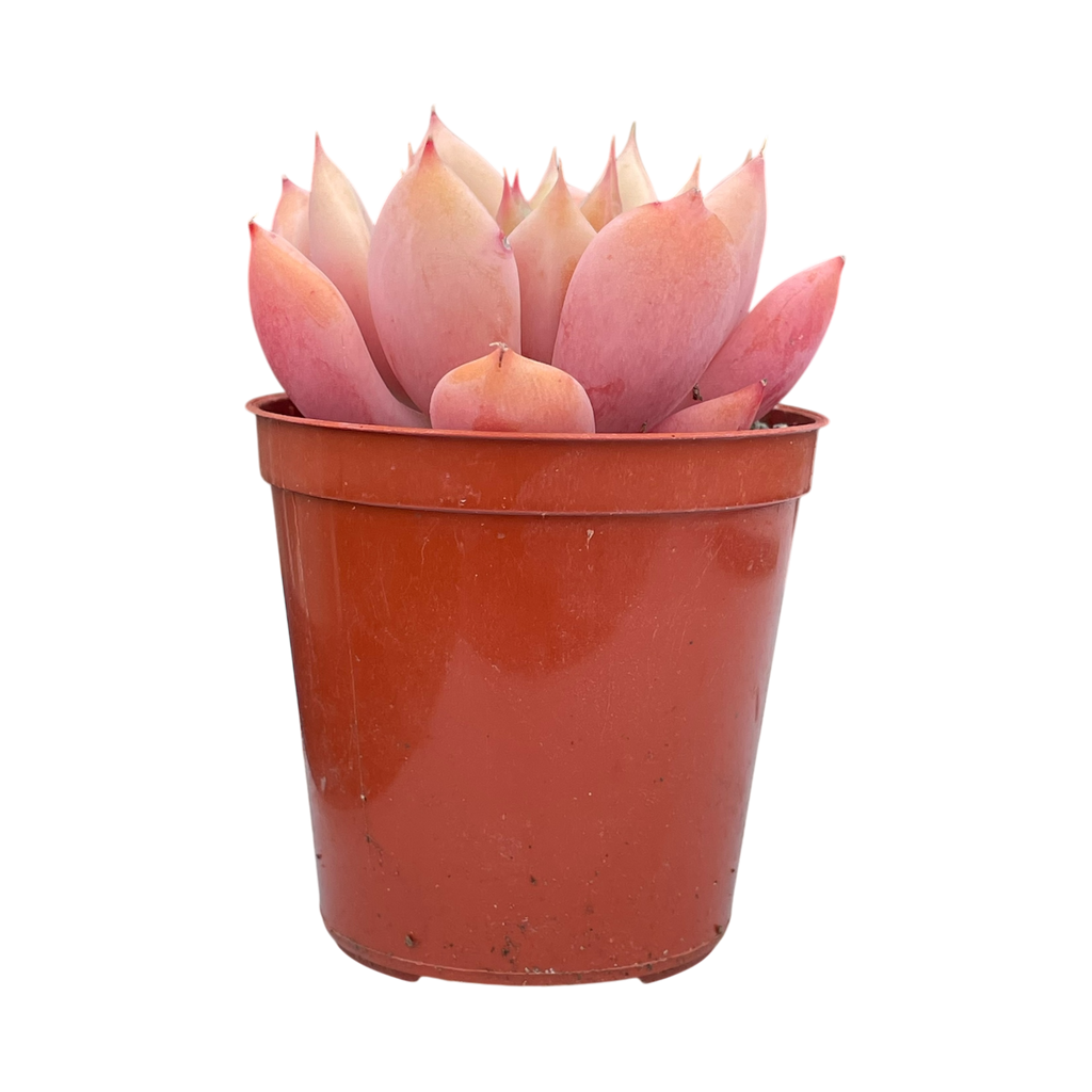 x Graptoveria 'Nyla Blue'