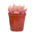 x Graptoveria 'Nyla Blue'