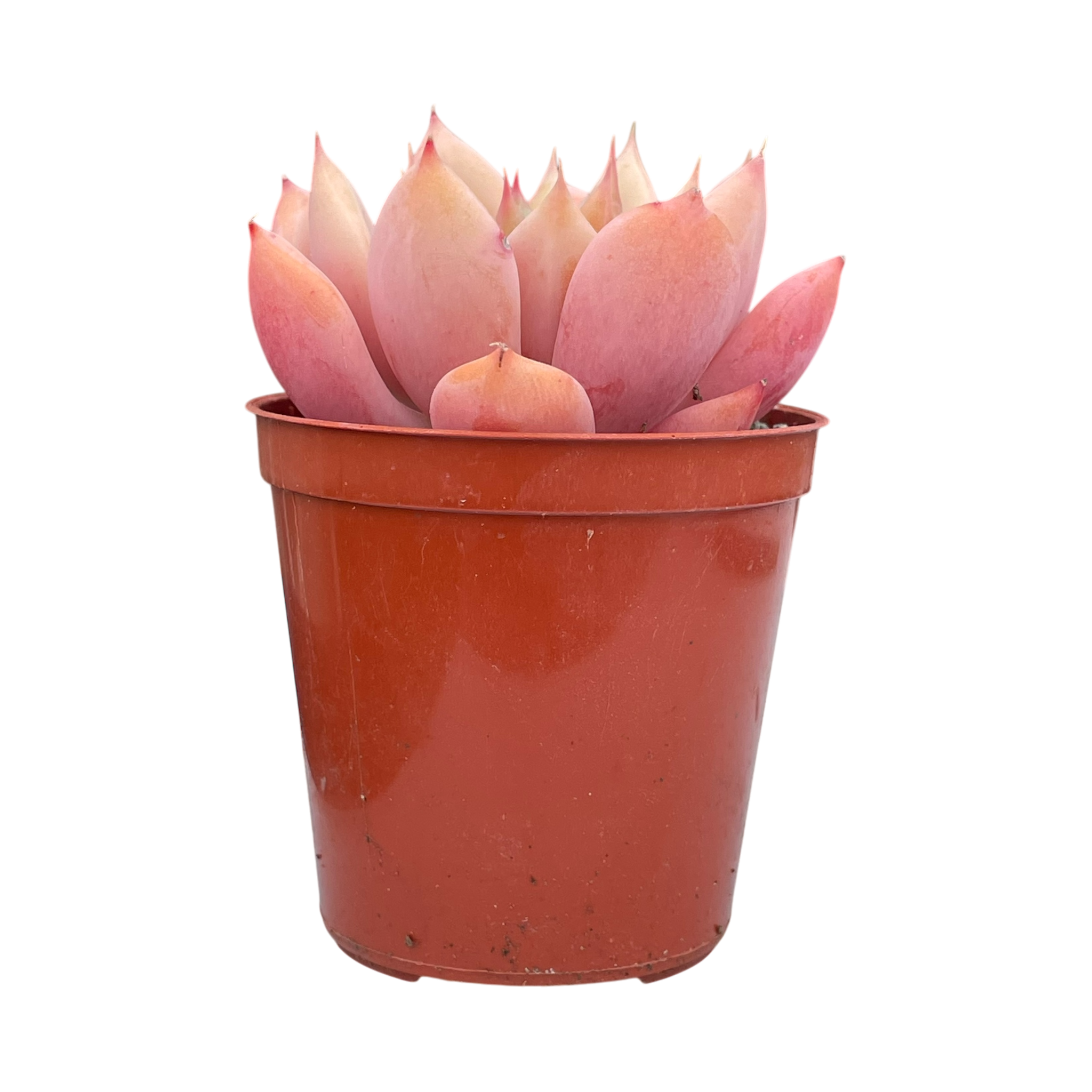 x Graptoveria 'Nyla Blue'