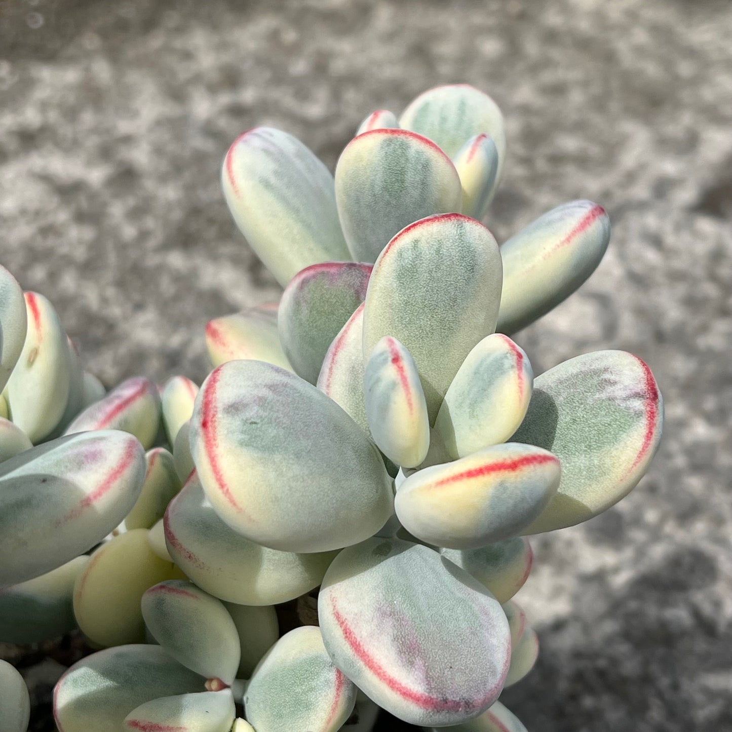 Cotyledon orbiculata 'Unicorn Poop'