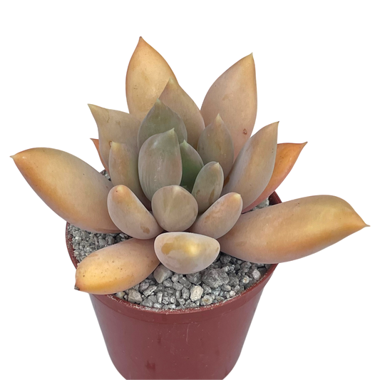 x Pachyveria 'Glacier'