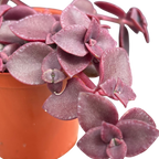 Crassula pellucida ssp. marginalis 'Rubra'