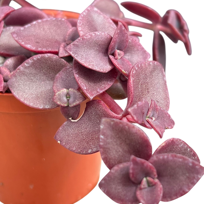Crassula pellucida ssp. marginalis 'Rubra'