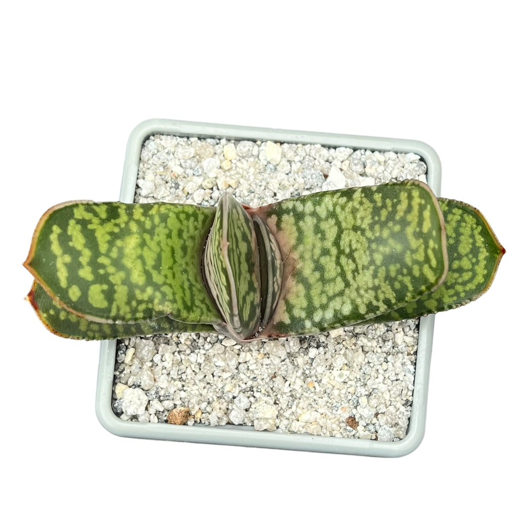 Gasteria vlokii