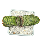 Gasteria vlokii