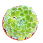 Echeveria setosa var. ciliata