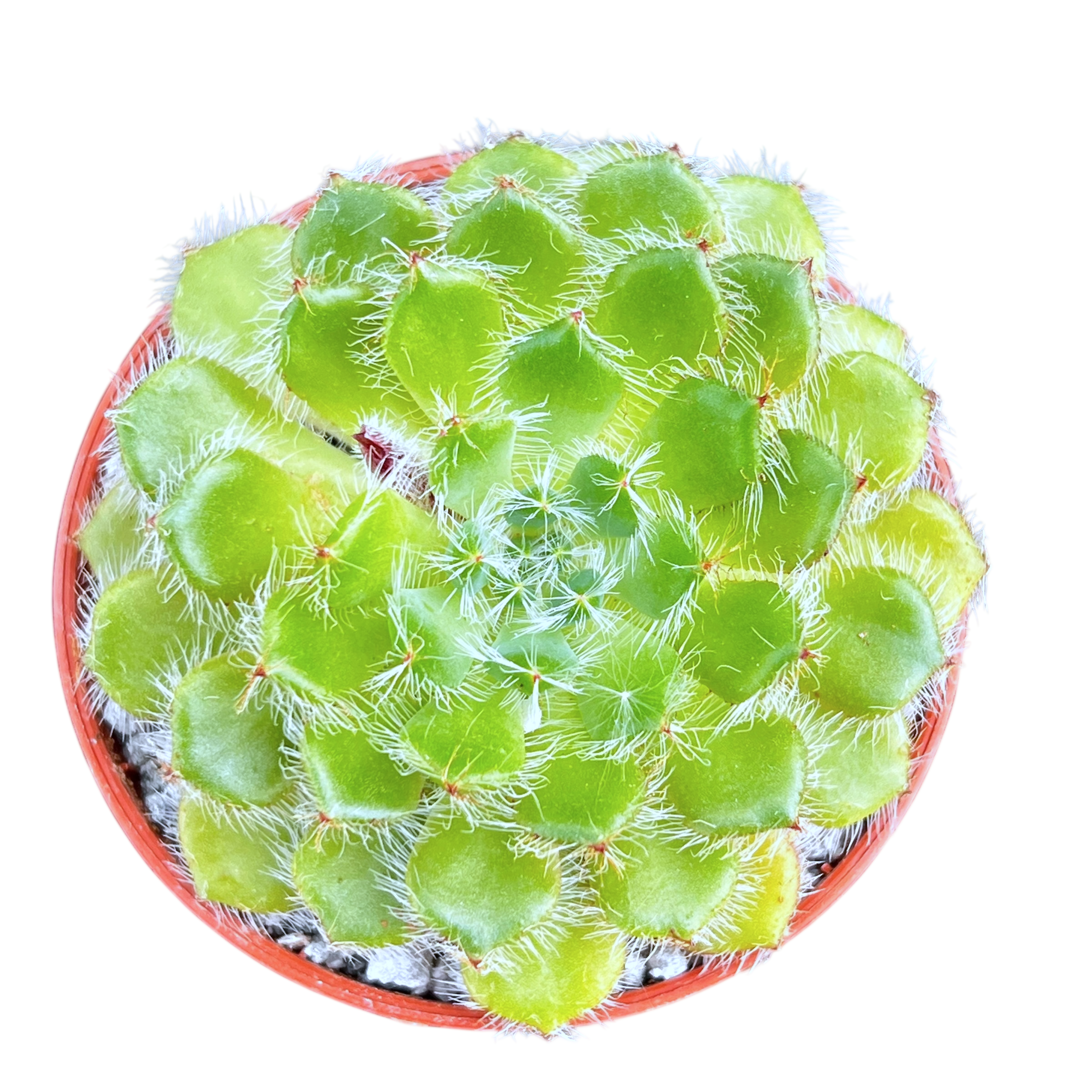 Echeveria setosa var. ciliata