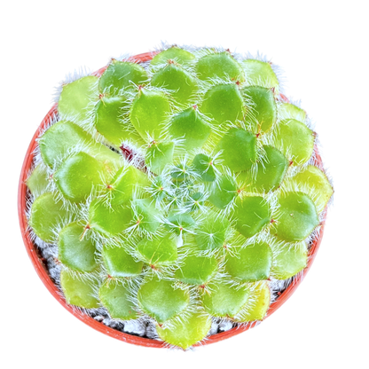 Echeveria setosa var. ciliata