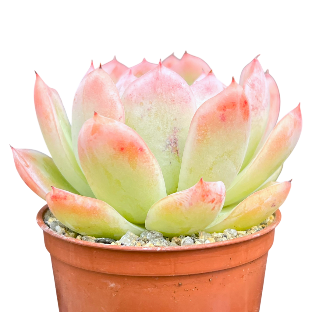 Echeveria x gilva 'Blue Surprise'