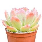 Echeveria x gilva 'Blue Surprise'