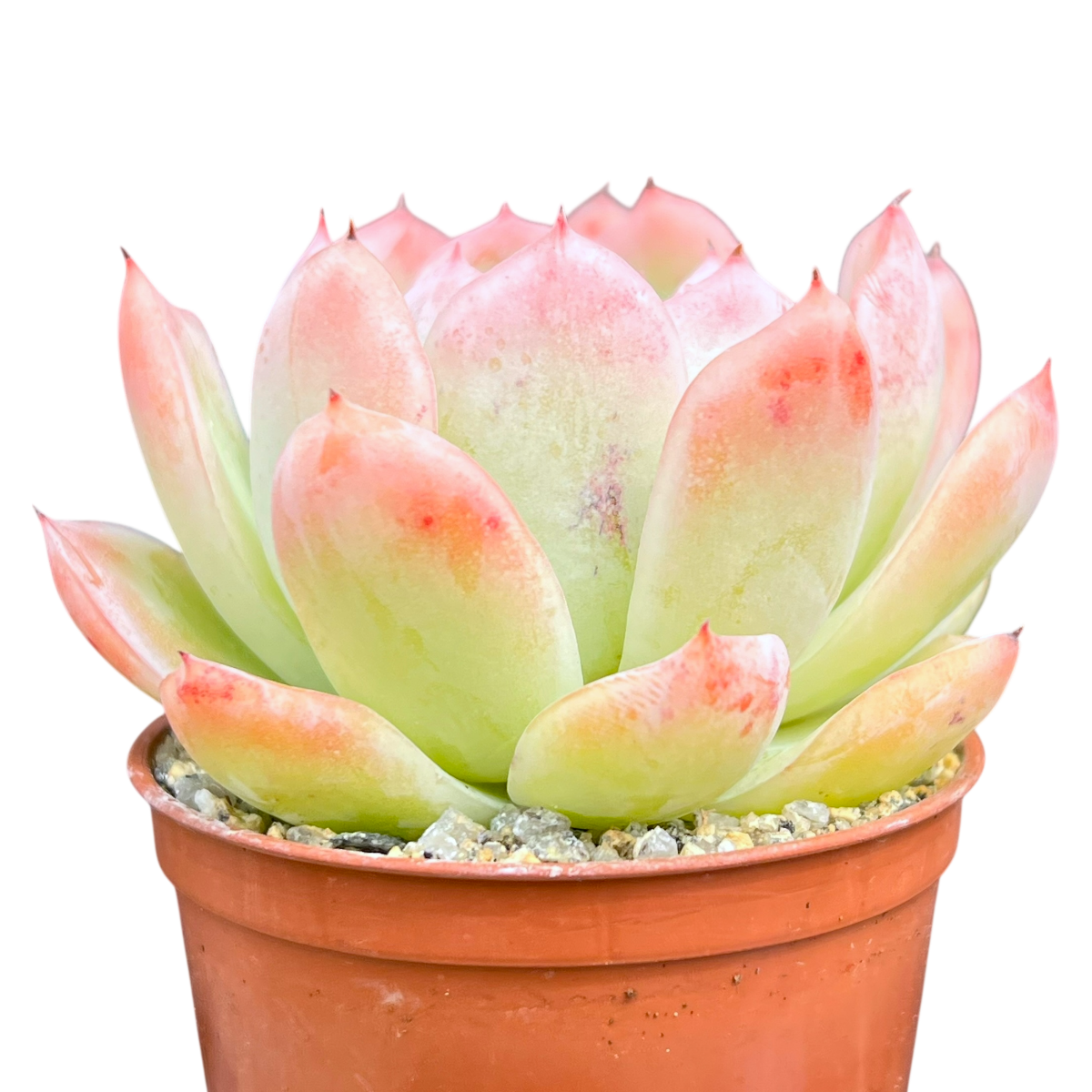 Echeveria x gilva 'Blue Surprise'