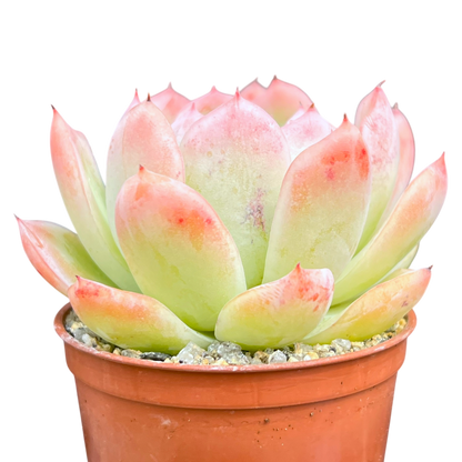 Echeveria x gilva 'Blue Surprise'