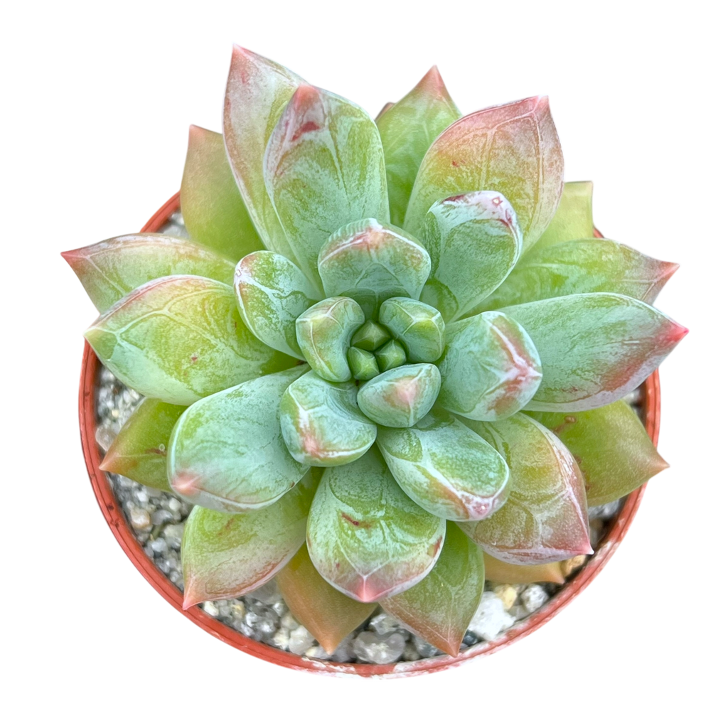x Pachyveria 'Zooney'