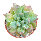 x Pachyveria 'Zooney'