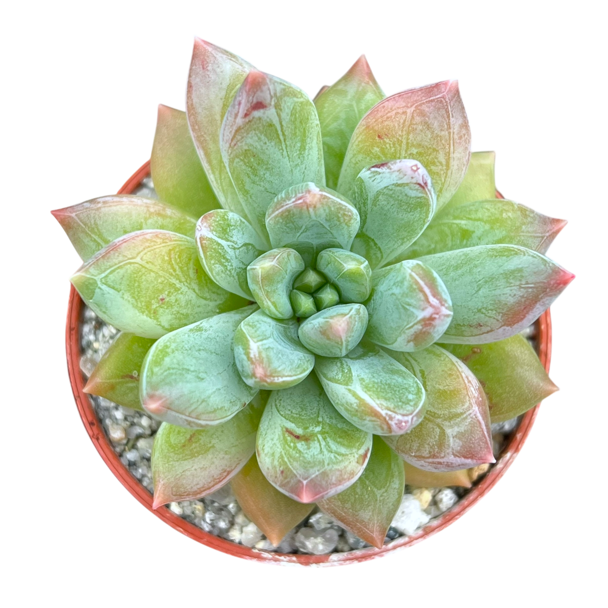 x Pachyveria 'Zooney'