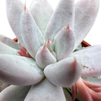Echeveria tolimanensis