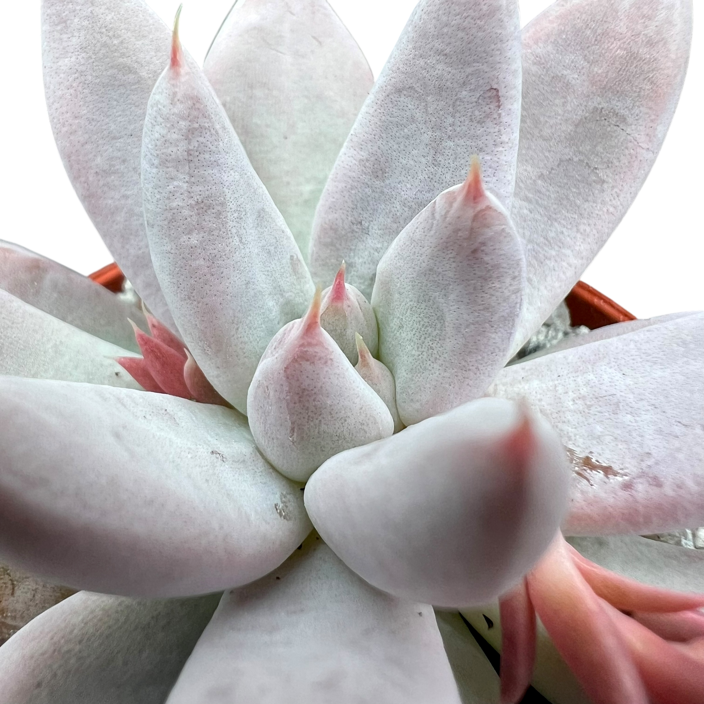 エケベリア・トリマネンシス – Surreal Succulents