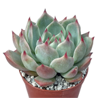 Echeveria colorata 'Haage'