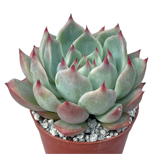 Echeveria colorata 'Haage'