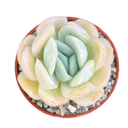 Echeveria potosina