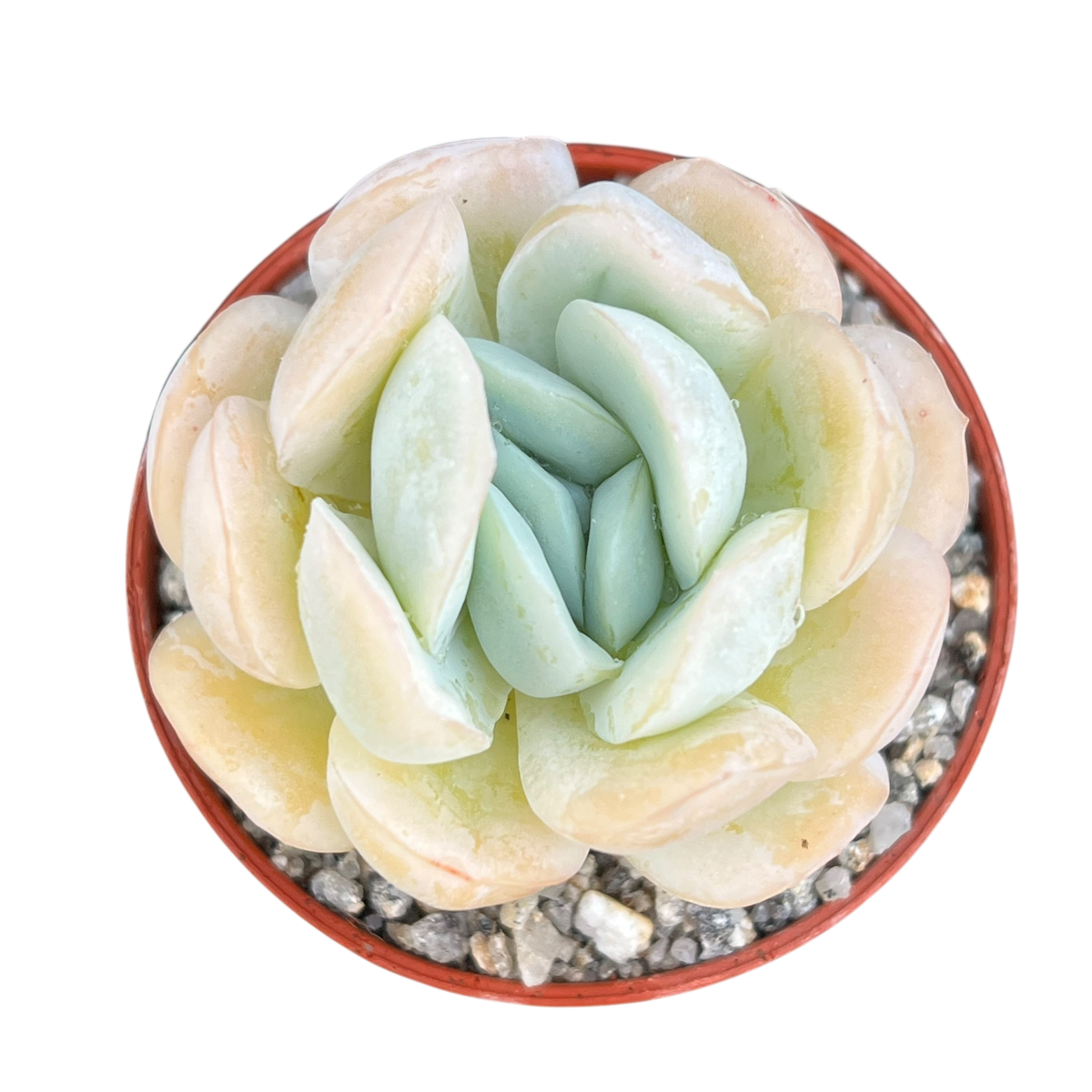 Echeveria potosina