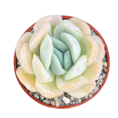 Echeveria potosina
