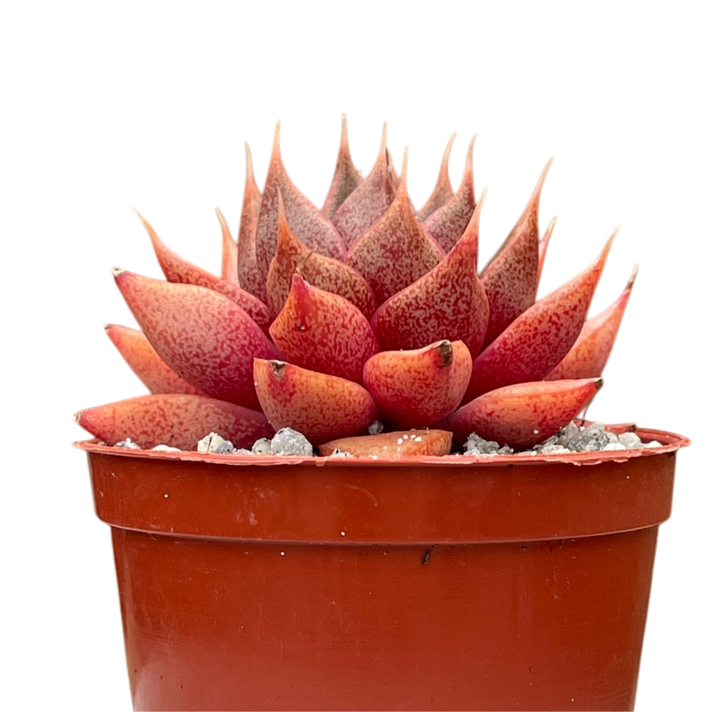 Echeveria 'Shark Skin'