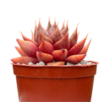 Echeveria 'Shark Skin'