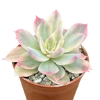 Echeveria subsessilis f. variegata