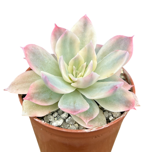 Echeveria subsessilis f. variegata