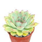 Echeveria pelusida