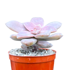 Graptopetalum petandrum subsp. superbum