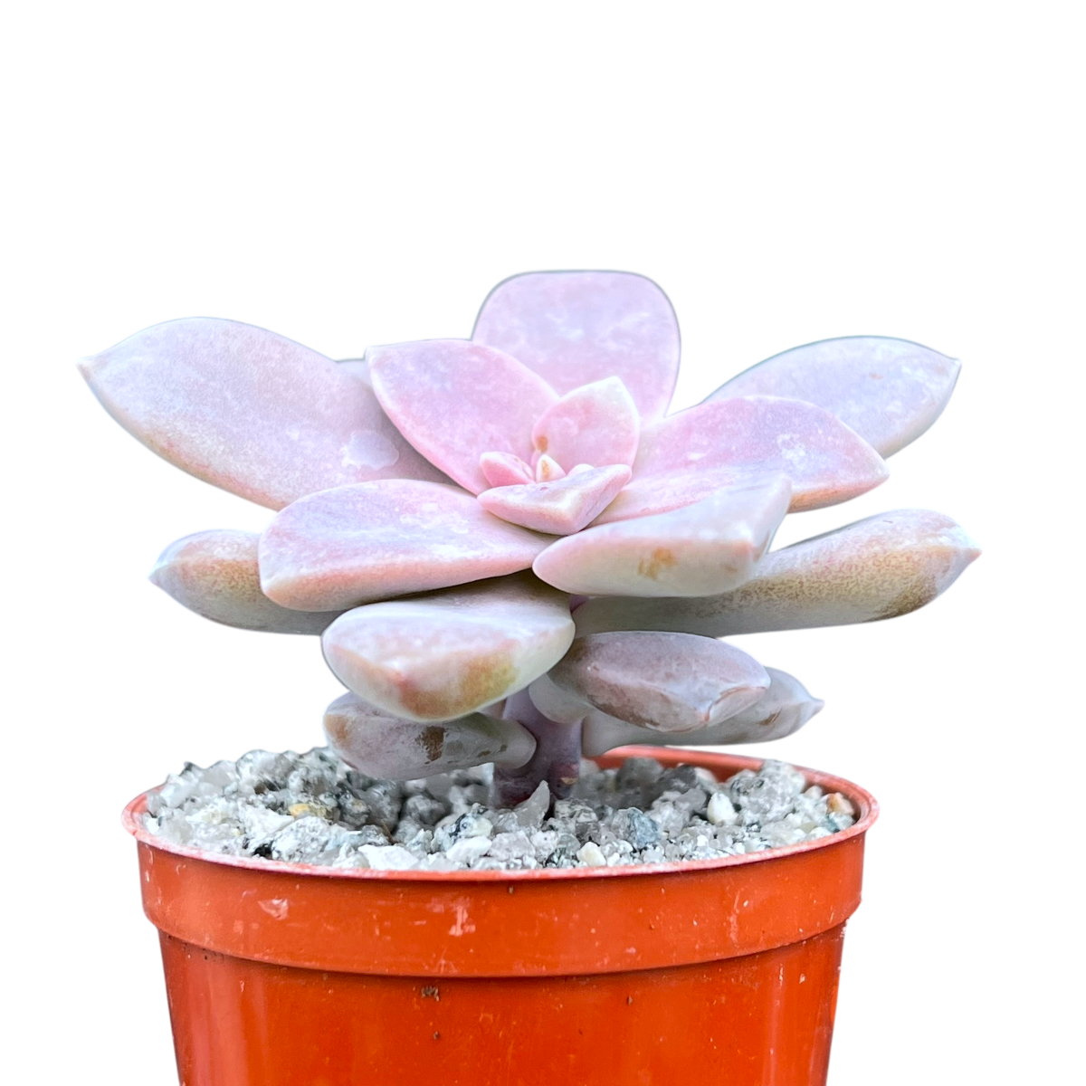 Graptopetalum petandrum subsp. superbum