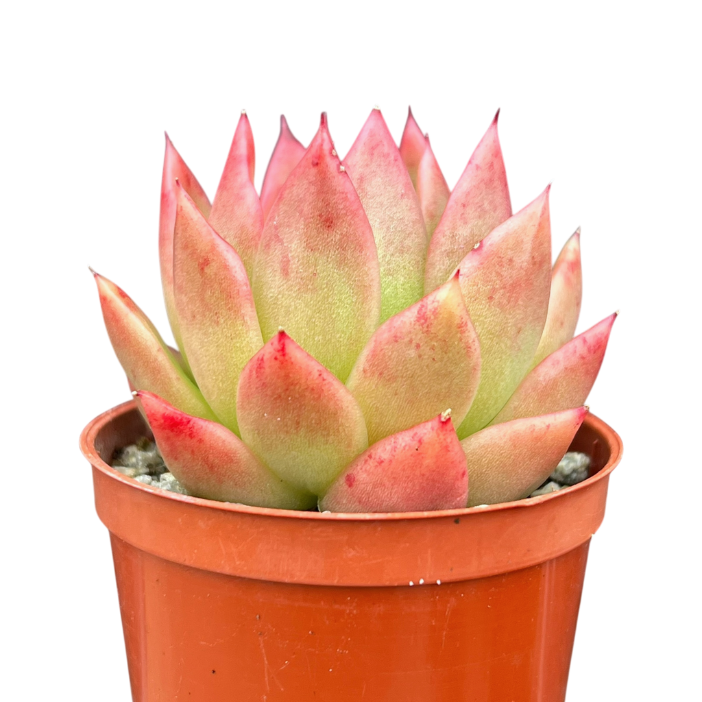 Echeveria agavoides 'Miranda'