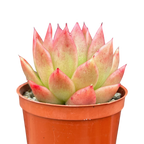 Echeveria agavoides 'Miranda'