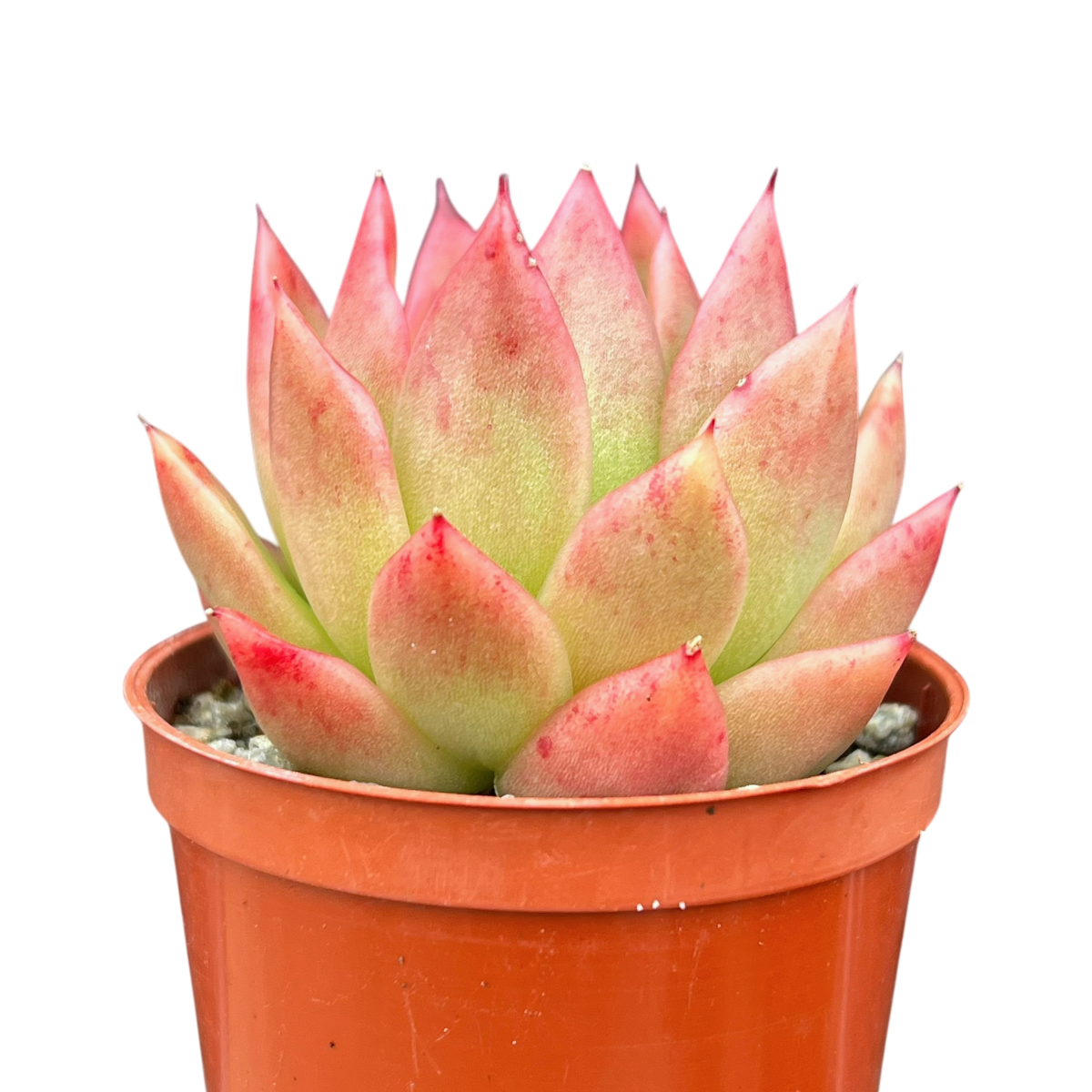 Echeveria agavoides 'Miranda'