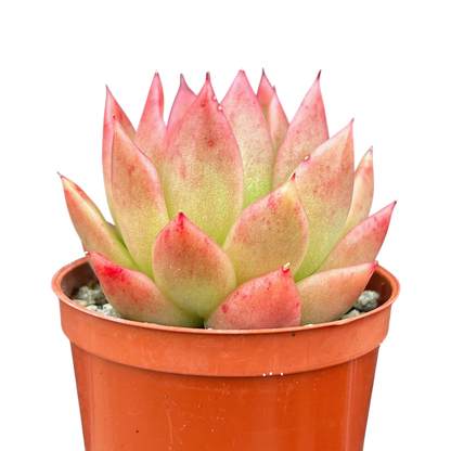 Echeveria agavoides 'Miranda'
