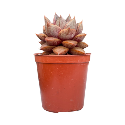 Echeveria 'Dionysos'