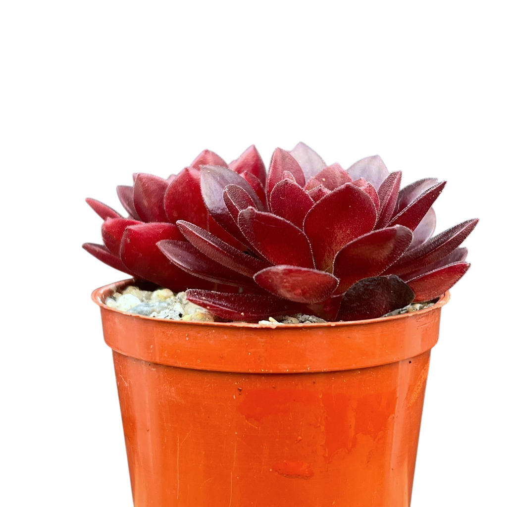 Aeonium 'Plum Thumb'