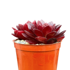 Aeonium 'Plum Thumb'