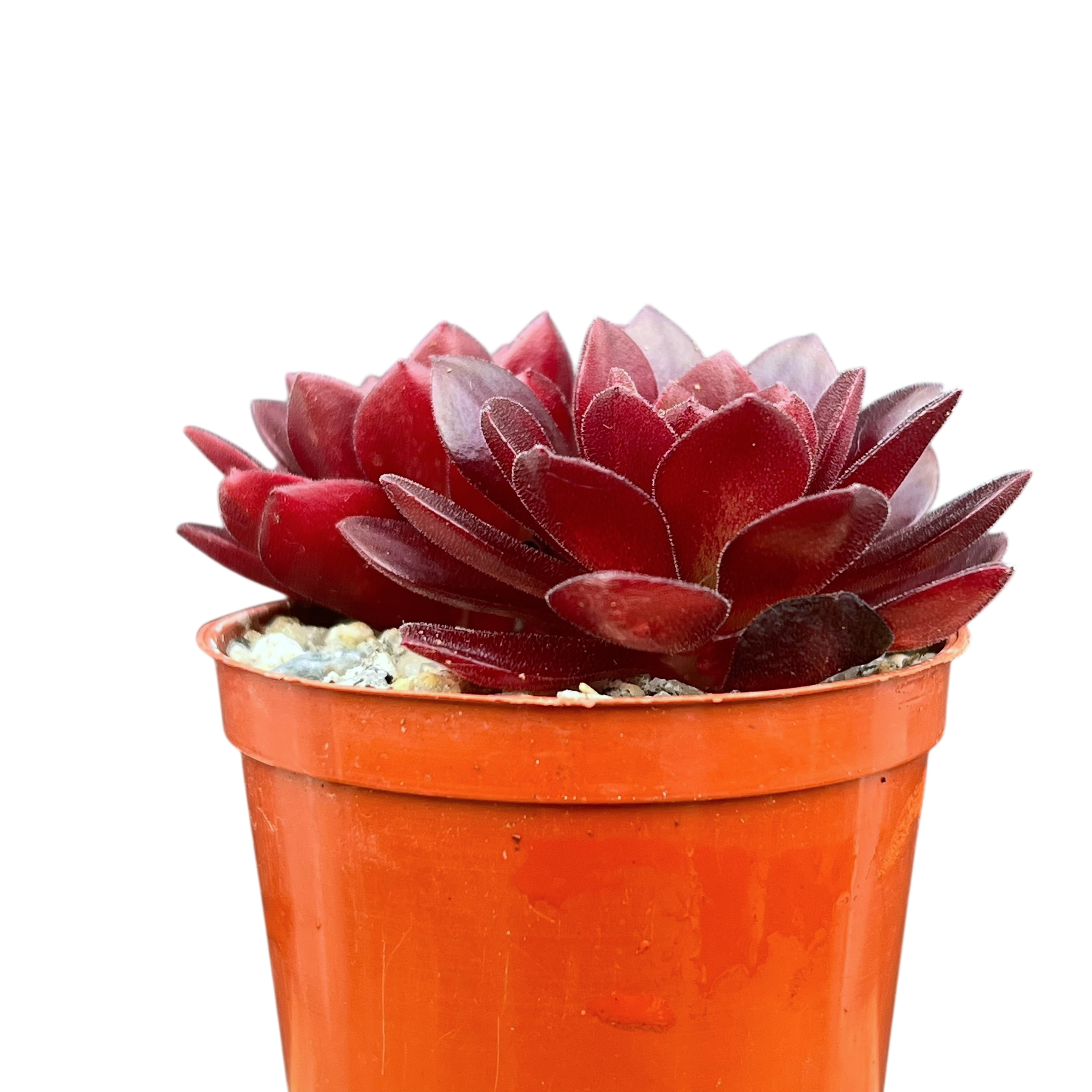 Aeonium 'Plum Thumb'