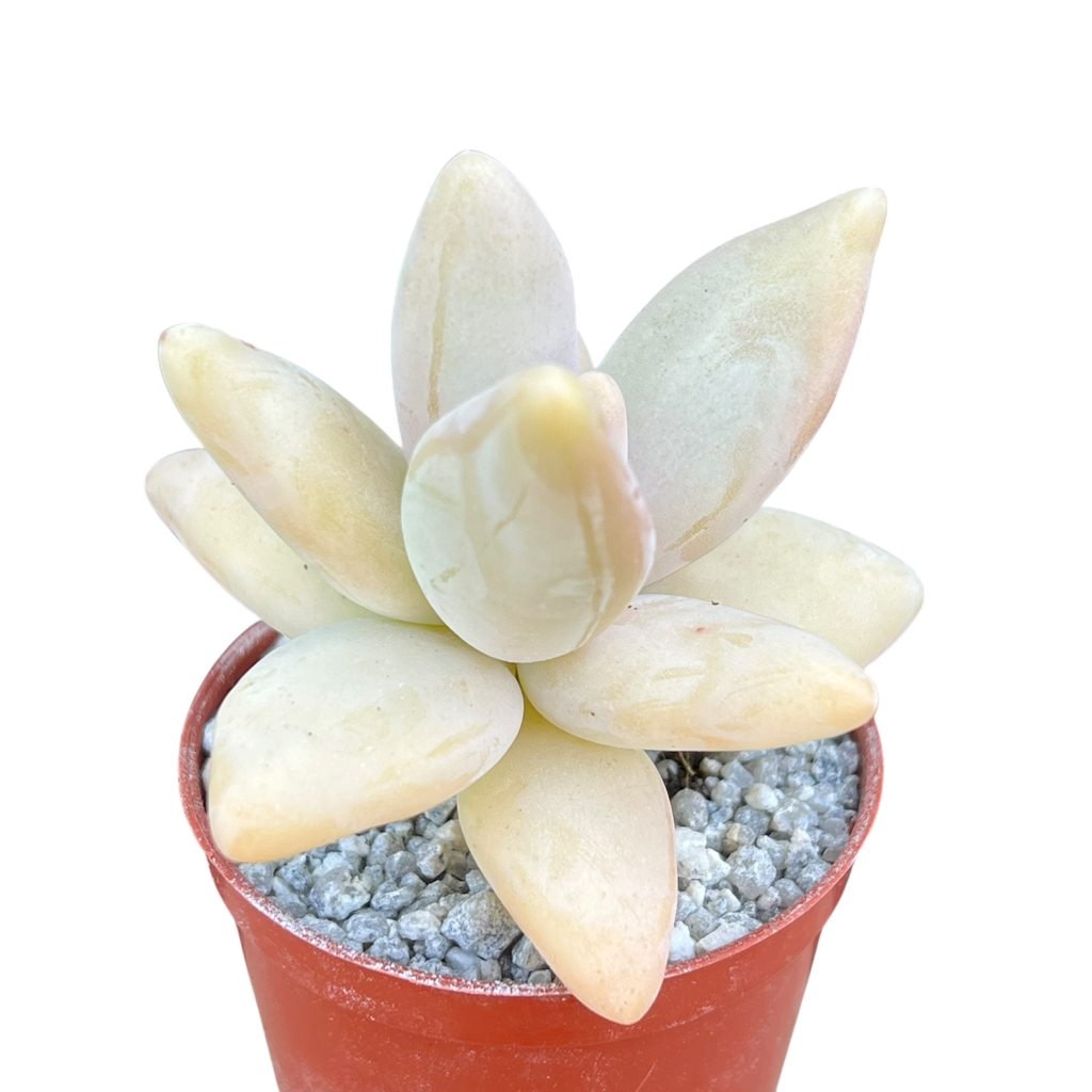 Pachyphytum werdermannii