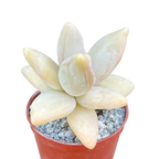 Pachyphytum werdermannii