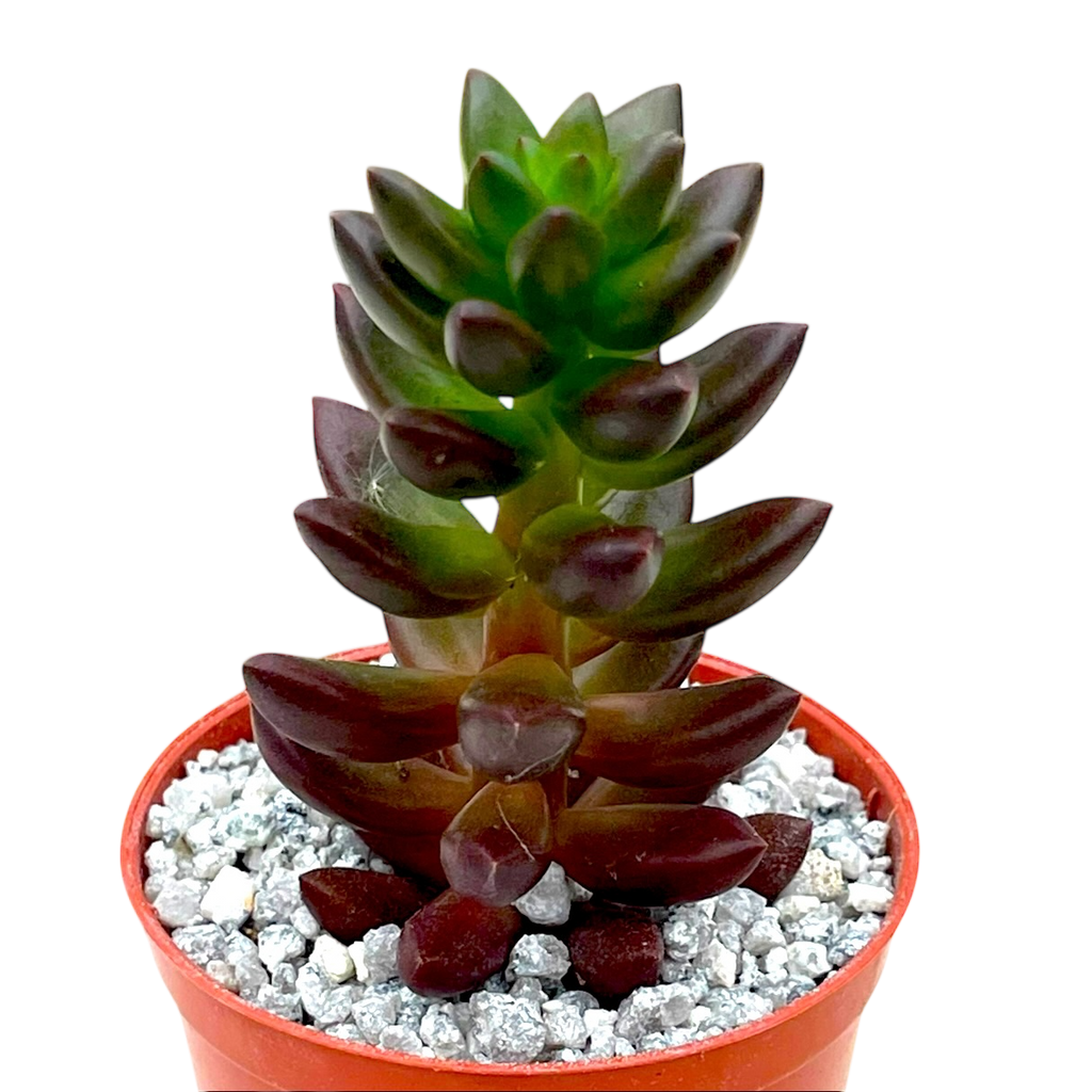x Sedeveria 'Jet Beads'