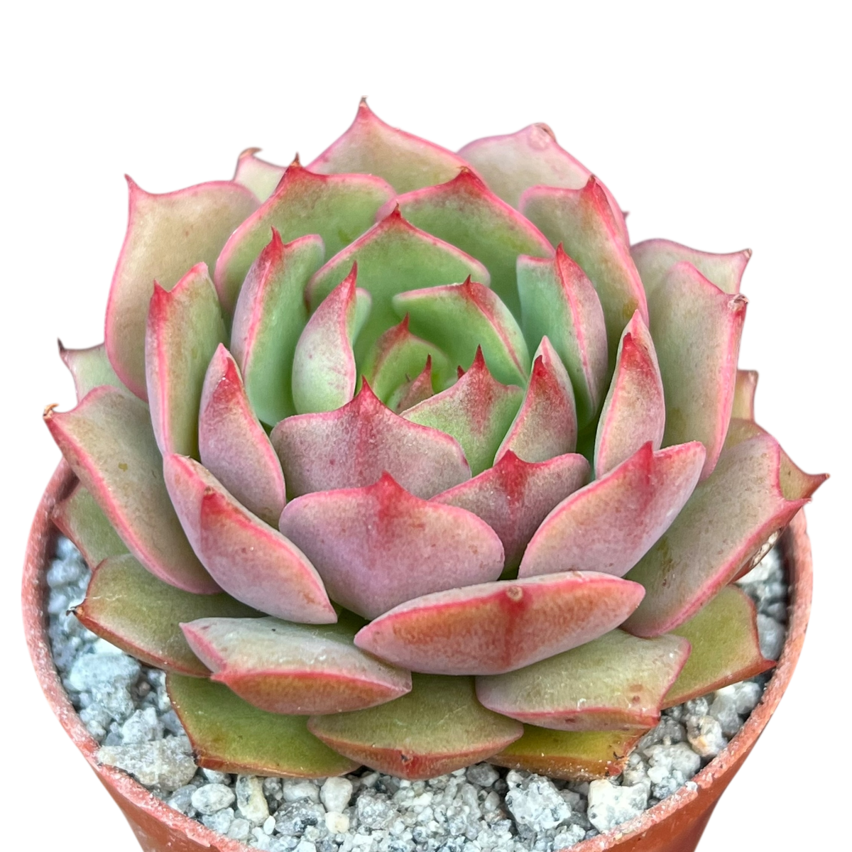 succulent rustle Echeveria 'Ramillette' – Surreal Succulents