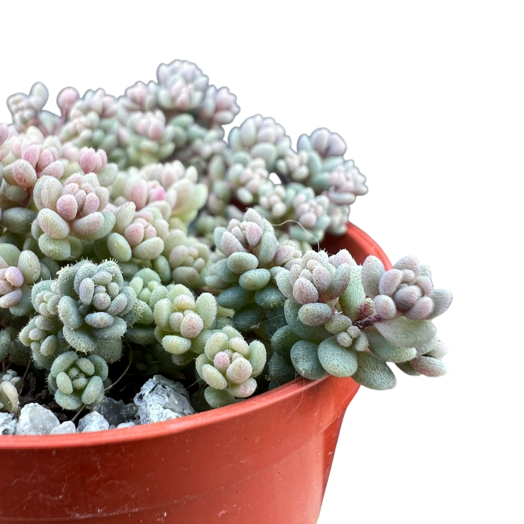 Sedum dasyphyllum minor