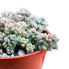 Sedum dasyphyllum minor