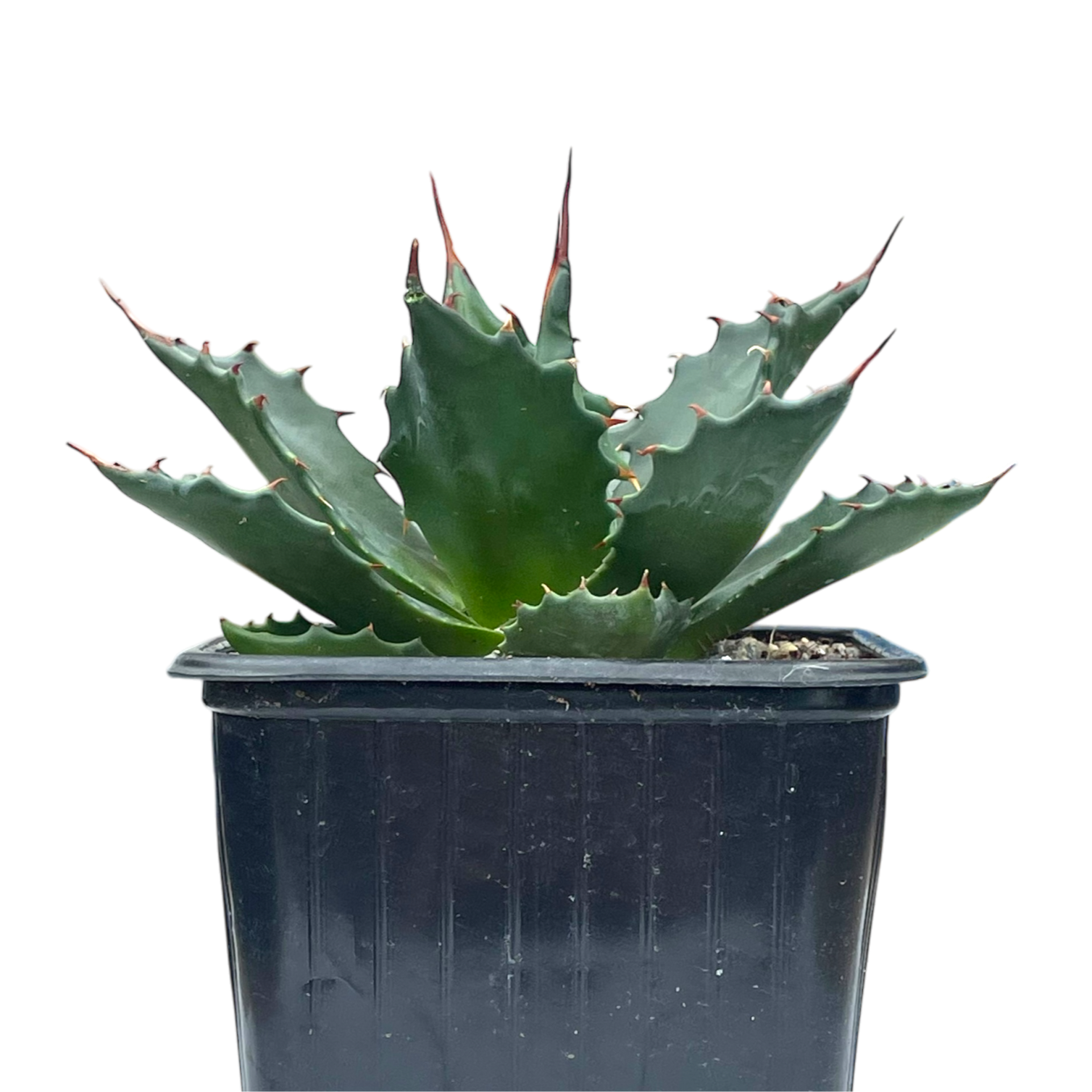 アガベ モンタナ – Surreal Succulents アガベ モンタナ – Surreal Succulents